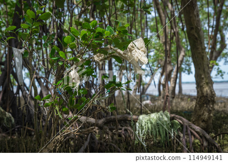 Plastic trash stuck to trees in mangrove forest 114949141