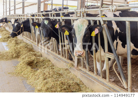 Farm, cows, dairy farming Farm, cows, dairy farming 114949177