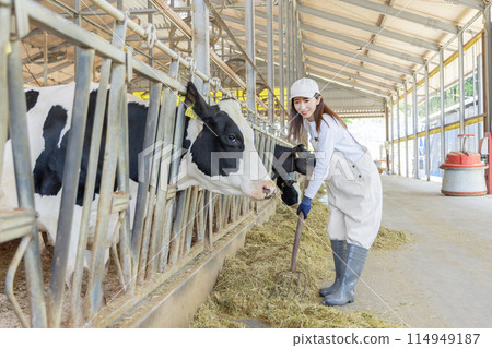 在農場工作的人、酪農 在農場工作的人、酪農 114949187