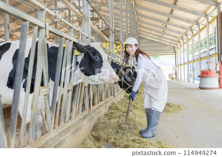 People working on the farm Dairy farmers People working on the farm Dairy farmers 114949274