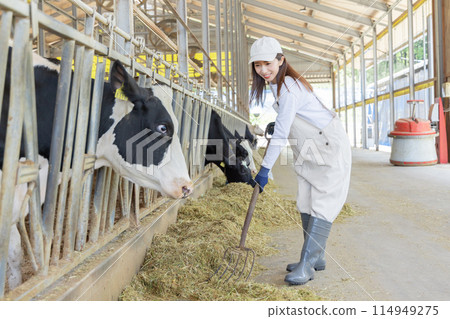 People working on the farm Dairy farmers People working on the farm Dairy farmers 114949275