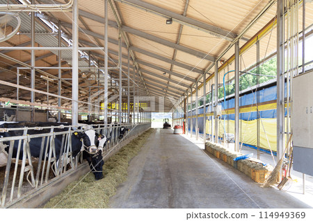 牧場、牛、乳牛養殖 114949369