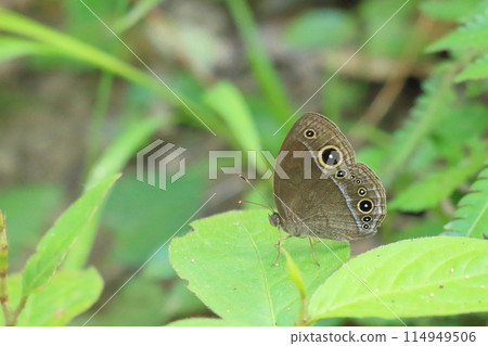 A small butterfly resting on a leaf A small butterfly resting on a leaf 114949506