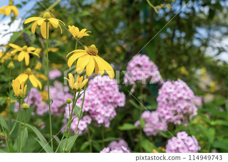 yellow flowers of Rudbegia yellow flowers of Rudbegia 114949743