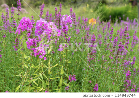 Phlox and Lythrum salicaria flowers Phlox and Lythrum salicaria flowers 114949744