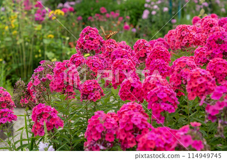 Phlox red flowers Phlox red flowers 114949745