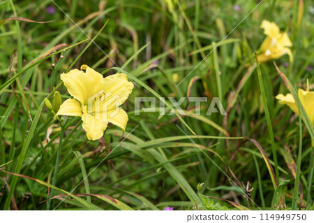 Yellow daylily flowers blooming in the field 114949750