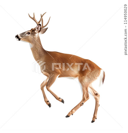 Young buck leaping with growing antlers 114950029