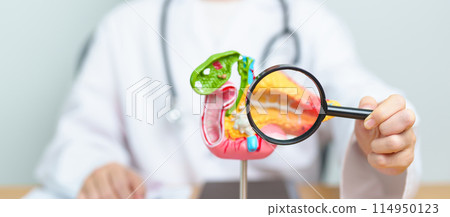 Doctor with human Pancreatitis anatomy model with Pancreas, Gallbladder, Bile Duct, Duodenum, Small intestine and magnifying glass. Pancreatic cancer, acute pancreatitis and Digestive system Doctor with human Pancreatitis anatomy model with Pancreas, Gallbladder, Bile Duct, Duodenum, Small intestine and magnifying glass. Pancreatic cancer, acute pancreatitis and Digestive system 114950123
