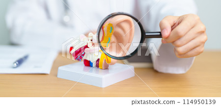 Doctor with human Ear anatomy model with magnifying glass. Ear disease, Atresia, Otitis Media, Pertorated Eardrum, Meniere syndrome, otolaryngologist, Ageing Hearing Loss, Schwannoma and Health Doctor with human Ear anatomy model with magnifying glass. Ear disease, Atresia, Otitis Media, Pertorated Eardrum, Meniere syndrome, otolaryngologist, Ageing Hearing Loss, Schwannoma and Health 114950139