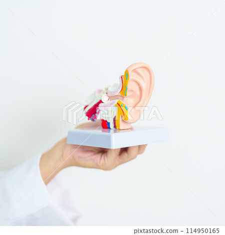 Doctor holding human Ear anatomy model. Ear disease, Atresia, Otitis Media, Pertorated Eardrum, Meniere syndrome, otolaryngologist, Ageing Hearing Loss, Schwannoma and Health 114950165