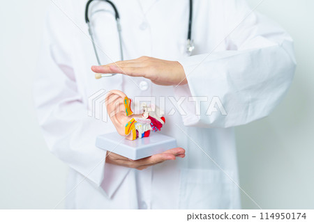 Doctor holding human Ear anatomy model. Ear disease, Atresia, Otitis Media, Pertorated Eardrum, Meniere syndrome, otolaryngologist, Ageing Hearing Loss, Schwannoma and Health Doctor holding human Ear anatomy model. Ear disease, Atresia, Otitis Media, Pertorated Eardrum, Meniere syndrome, otolaryngologist, Ageing Hearing Loss, Schwannoma and Health 114950174