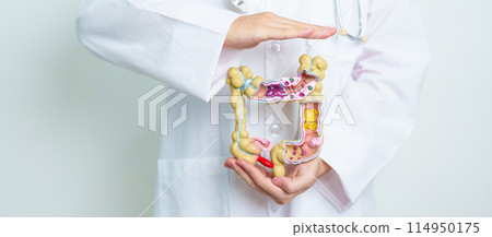 Doctor with human Colon anatomy model. Colonic disease, Large Intestine, Colorectal cancer, Ulcerative colitis, Diverticulitis, Irritable bowel syndrome, Digestive system and Health concept Doctor with human Colon anatomy model. Colonic disease, Large Intestine, Colorectal cancer, Ulcerative colitis, Diverticulitis, Irritable bowel syndrome, Digestive system and Health concept 114950175
