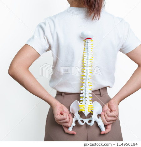 woman with human Spine anatomy model. Spinal Cord Disorder and disease, Back pain, Lumbar, Sacral pelvis, Cervical neck, Thoracic, Coccyx, Orthopedist, chiropractic, Office Syndrome and health 114950184