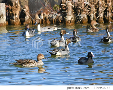 白頂鴨和針尾鴨游泳 114950242