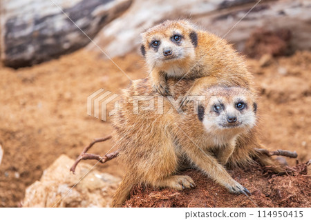 A group of cute meerkats. Meerkat Family are sunbathing. 114950415