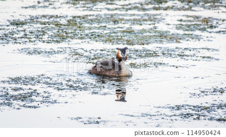 The water bird Great crested Grebe, Podiceps cristatus, swimming in the lake, and its cute babies riding on its back The water bird Great crested Grebe, Podiceps cristatus, swimming in the lake, and its cute babies riding on its back 114950424