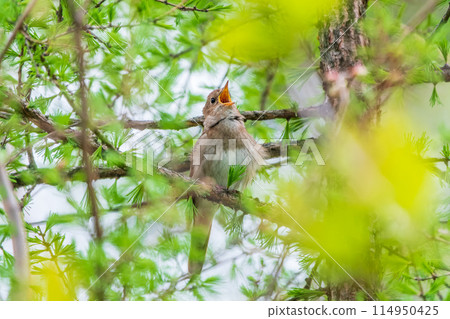 Thrush Nightingale, Luscinia luscinia. A bird sits on a tree branch and sings 114950425