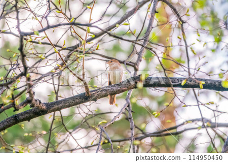 Thrush Nightingale, Luscinia luscinia. A bird sits on a tree branch and sings Thrush Nightingale, Luscinia luscinia. A bird sits on a tree branch and sings 114950450