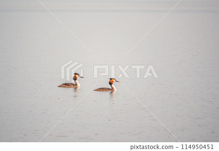 Two Great Crested Grebes swim in the lake 114950451
