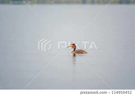 The waterfowl bird Great Crested Grebe swimming in the calm lake The waterfowl bird Great Crested Grebe swimming in the calm lake 114950452