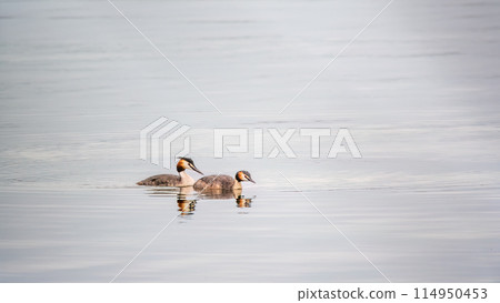 Two Great Crested Grebes swim in the lake 114950453