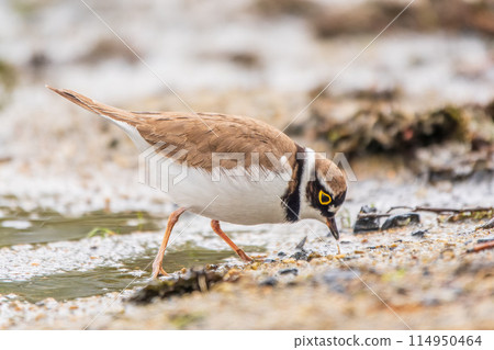 Little ringed plover (Charadrius dubius), bird standing on the lake shore 114950464