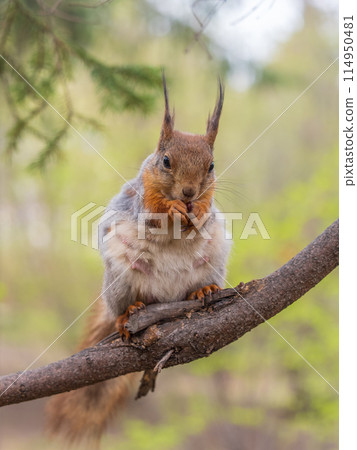 The squirrel with nut sits on a branches in the spring or summer. 114950481