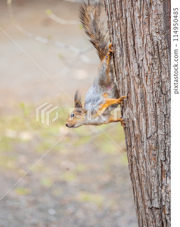 Portrait of a squirrel on a tree trunk 114950485
