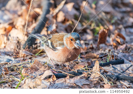 Common chaffinch, Fringilla coelebs, sits on the ground in spring. Common chaffinch in wildlife. Common chaffinch, Fringilla coelebs, sits on the ground in spring. Common chaffinch in wildlife. 114950492
