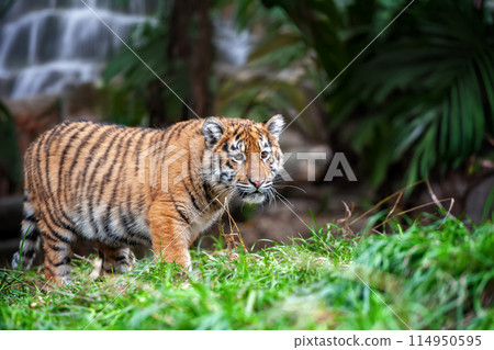 Tiger cub in the wild. Baby animal in green grass on waterfall background Tiger cub in the wild. Baby animal in green grass on waterfall background 114950595