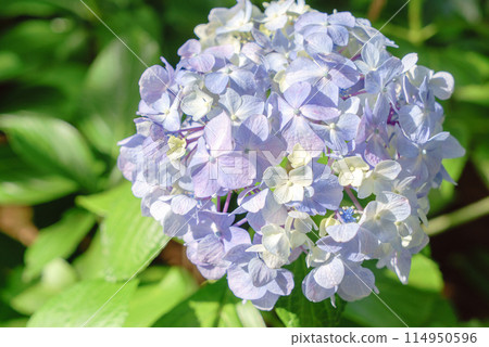 百合紫色繡球花 百合紫色繡球花 114950596