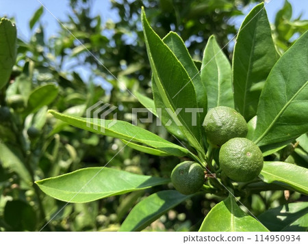一種藍色的小橘子果實，花朵剛落下。 114950934