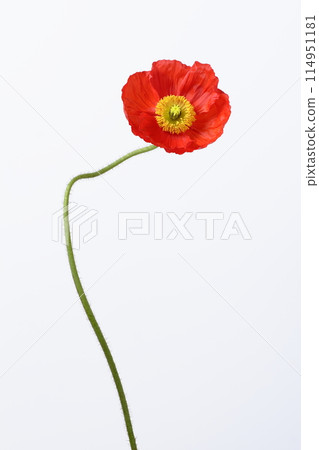 在白色背景上的冰島罌粟 在白色背景上的冰島罌粟 114951181