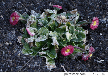 冬天的雛菊因霜凍而枯萎 114951182