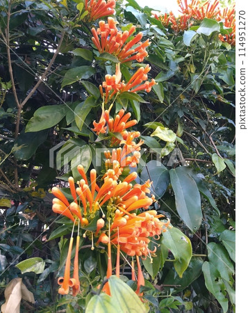 Citrus fruit flower Citrus fruit flower 114951270