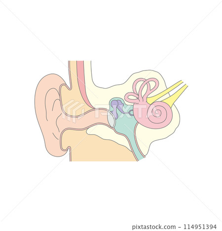 Structure of the human ear Structure of the human ear 114951394