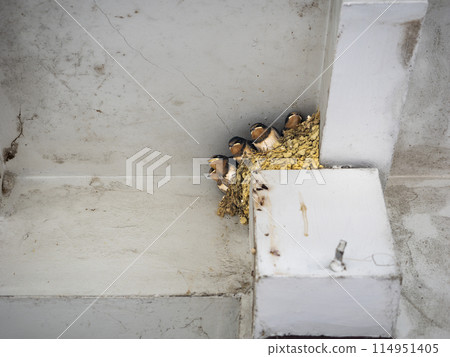 Swallow's chicks Swallow's chicks 114951405