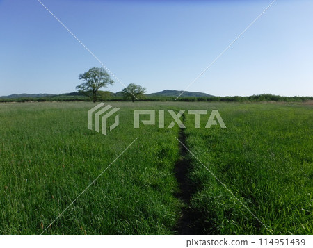 Japanese elm path Japanese elm path 114951439