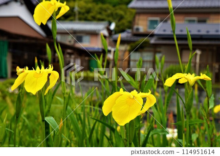 Yellow irises Yellow irises 114951614