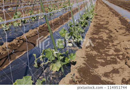 田裡的菜苗整齊地排列著 田裡的菜苗整齊地排列著 114951744