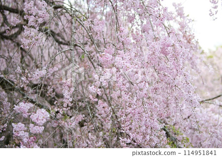 Weeping cherry blossoms Weeping cherry blossoms 114951841