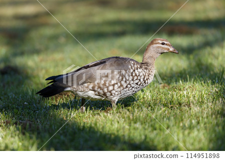 Australian Wood Duck foraging for food on a large grassy field 114951898
