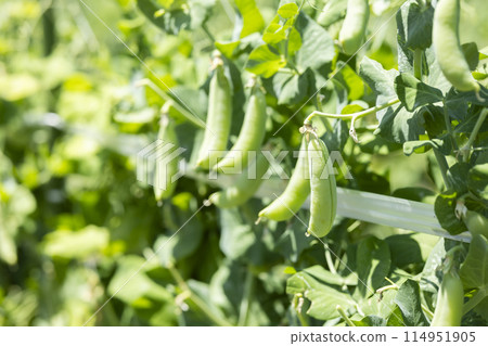 Children enjoying harvesting vegetables 114951905