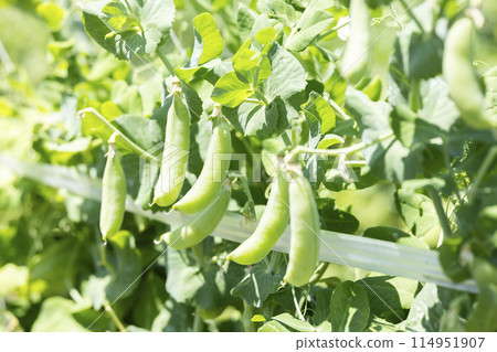 Beautifully grown snap peas 114951907