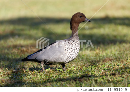 Australian Wood Duck foraging for food on a large grassy field Australian Wood Duck foraging for food on a large grassy field 114951949