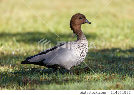 Australian Wood Duck foraging for food on a large grassy field Australian Wood Duck foraging for food on a large grassy field 114951952
