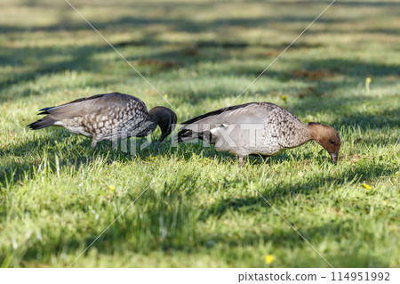 Australian Wood Ducks foraging for food on a large grassy field 114951992