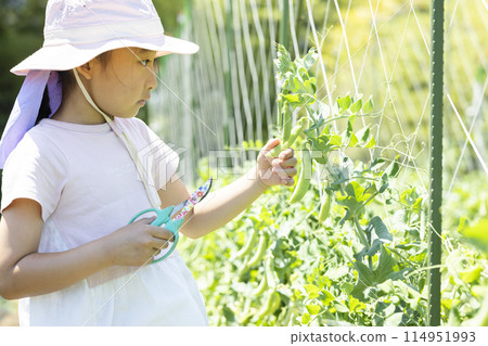 孩子們在享受收穫蔬菜的樂趣 114951993