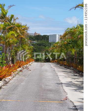 郊區住宅區兩旁種滿熱帶樹木 114952196